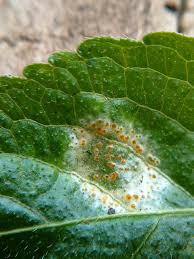 Attēlu rezultāti vaicājumam “Melampsora magnusiana”