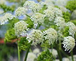 Image result for Heracleum sphondylium