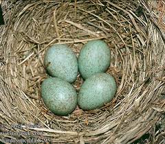 Attēlu rezultāti vaicājumam “Erithacus rubecula eggs”
