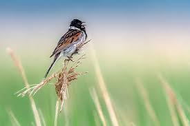 Attēlu rezultāti vaicājumam “Emberiza schoeniclus male”