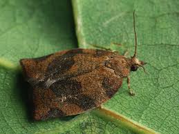 Attēlu rezultāti vaicājumam “Pandemis heparana”