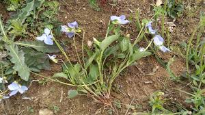 Attēlu rezultāti vaicājumam “Viola canina flower”