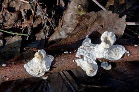 Attēlu rezultāti vaicājumam “Skeletocutis nivea”