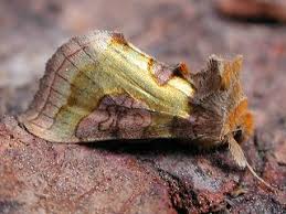 Attēlu rezultāti vaicājumam “Diachrysia tutti”