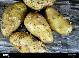 Attēlu rezultāti vaicājumam “Solanum tuberosum”