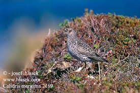 Attēlu rezultāti vaicājumam “Calidris maritima”