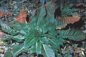 Image result for Oenothera biennis