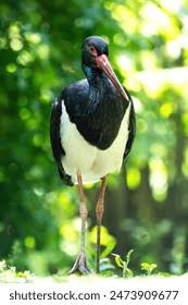 Attēlu rezultāti vaicājumam “Ciconia nigra”