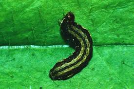 Attēlu rezultāti vaicājumam “Diarsia florida”