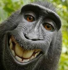 Image result for bilder