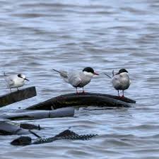Attēlu rezultāti vaicājumam “Chlidonias hybrida adult”