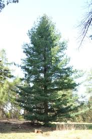 Attēlu rezultāti vaicājumam “Pinus”