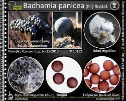 Attēlu rezultāti vaicājumam “Badhamia panicea”