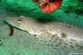 Image result for Platycephalus speculator