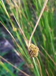 Attēlu rezultāti vaicājumam “Juncus conglomeratus fruit”