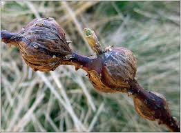 Attēlu rezultāti vaicājumam “Lasioptera rubi”