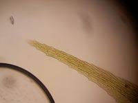 Attēlu rezultāti vaicājumam “Sciuro-hypnum populeum”