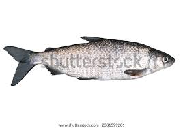 Image result for Coregonus lavaretus