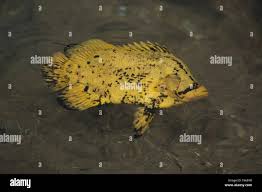 Image result for Lobotes surinamensis