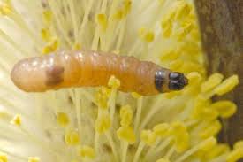 Attēlu rezultāti vaicājumam “Rhynocoris annulatus nymph”