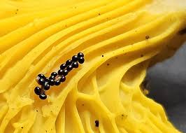 Attēlu rezultāti vaicājumam “Craterium aureonucleatum spores”