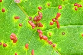 Attēlu rezultāti vaicājumam “Acalitus longisetosus”