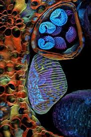 Attēlu rezultāti vaicājumam “Diderma montanum var. album spores”