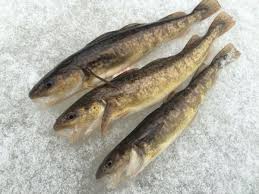 Image result for Microgadus tomcod