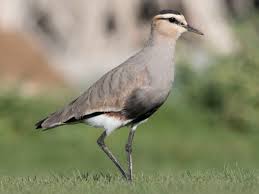 Attēlu rezultāti vaicājumam “Vanellus vanellus adult”