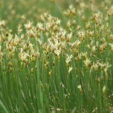 Attēlu rezultāti vaicājumam “Trichophorum cespitosum fruit”