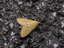 Attēlu rezultāti vaicājumam “Mecyna flavalis”