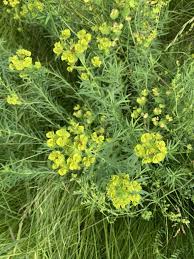 Attēlu rezultāti vaicājumam “Euphorbia virgata flower”