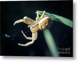 Attēlu rezultāti vaicājumam “Xysticus cristatus”