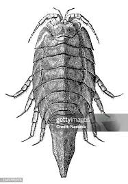 Attēlu rezultāti vaicājumam “Saduria entomon”