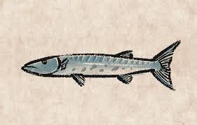 Image result for Dive Barracuda