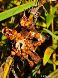Attēlu rezultāti vaicājumam “Iris pseudacorus fruit”