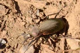 Attēlu rezultāti vaicājumam “Carabus glabratus”