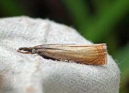 Attēlu rezultāti vaicājumam “Chrysoteuchia culmella”