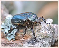 Attēlu rezultāti vaicājumam “Gnorimus variabilis”