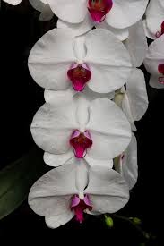 Attēlu rezultāti vaicājumam “Orchidaceae”