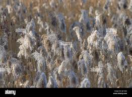 Attēlu rezultāti vaicājumam “Phragmites communis fruit”