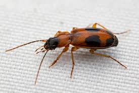 Attēlu rezultāti vaicājumam “Badister bullatus”