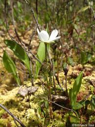 Attēlu rezultāti vaicājumam “Rubus chamaemorus flower”