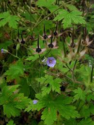 Attēlu rezultāti vaicājumam “Geranium bohemicum bud”