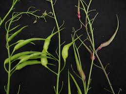 Attēlu rezultāti vaicājumam “Raphanus raphanistrum fruit”