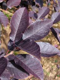 Attēlu rezultāti vaicājumam “Prunus (bird-cherry tree)”