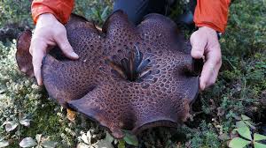 Attēlu rezultāti vaicājumam “Sarcodon imbricatum”