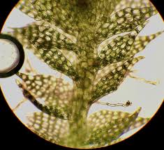 Attēlu rezultāti vaicājumam “Cephalozia bicuspidata”