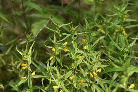 Attēlu rezultāti vaicājumam “Melampyrum sylvaticum”