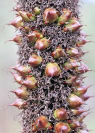 Attēlu rezultāti vaicājumam “Xanthorrhoeaceae”